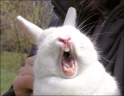bunny-yawn.jpg