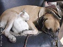 venushair-buddies-076