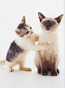 venushair-buddies-107