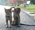 venushair-buddies-141