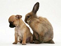 venushair-littleguys-39