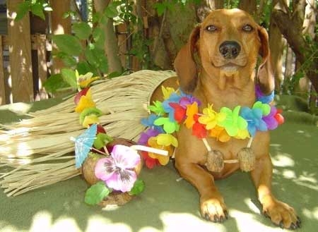 hula2