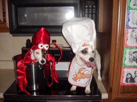 lobster-chef