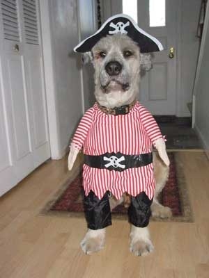 pirate