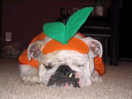 pumpkin