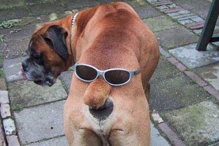 silly-butt