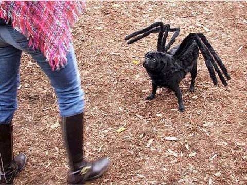 spiderdog