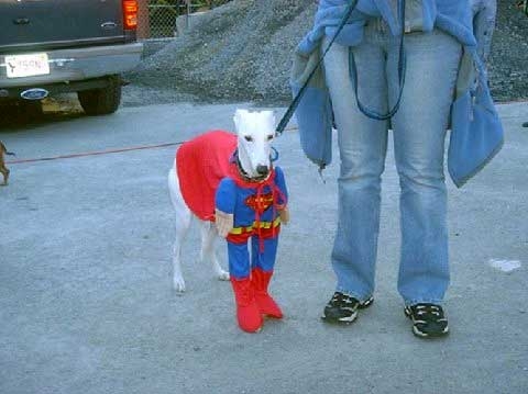 superdog