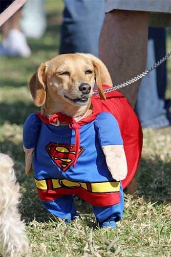 superdog2