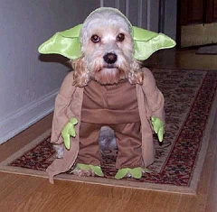 dog-bat