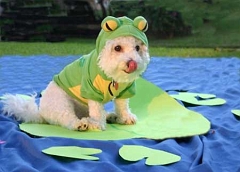 frog