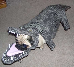gator