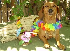 hula2