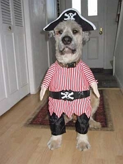 pirate